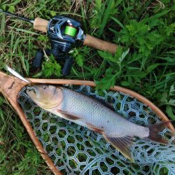 琵琶湖流入河川で釣りまくる